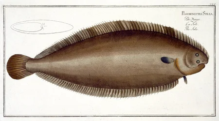 Dover-Seezunge (Solea Solaea) Tafel XLV aus 